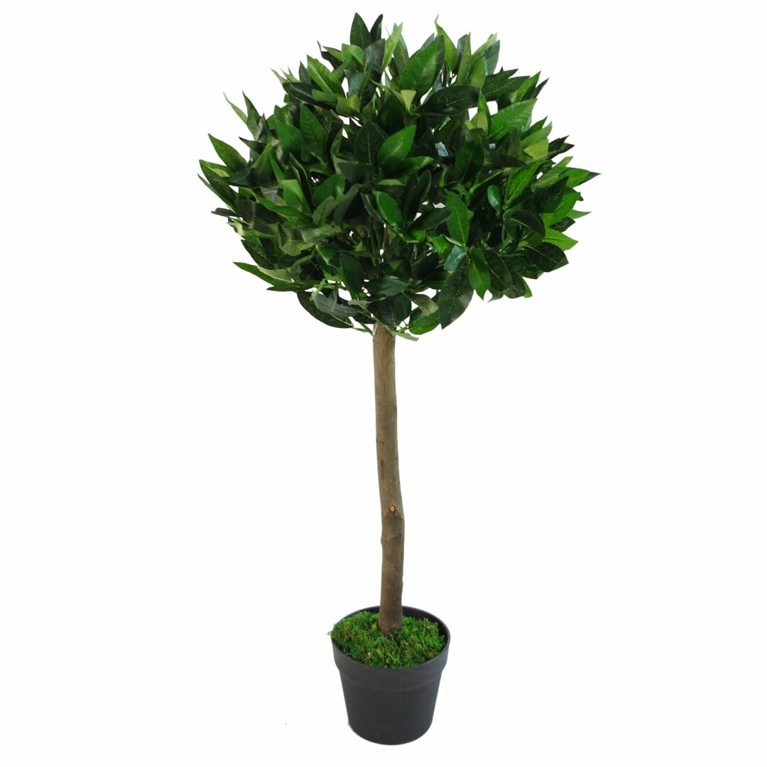 Bay Trees: Bay Trees & Planters For Sale, Laurus Nobilis