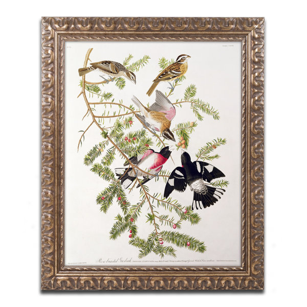 Trademark Art Rose Breasted Grosbeak By John James Audubon Framed Graphic Art Wayfair