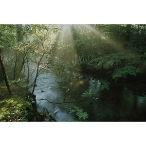 National Geographic Forest Stream with Sunbeams 72' x 48