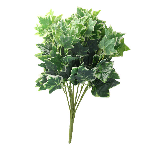 Sweet Potato Vine Wayfair