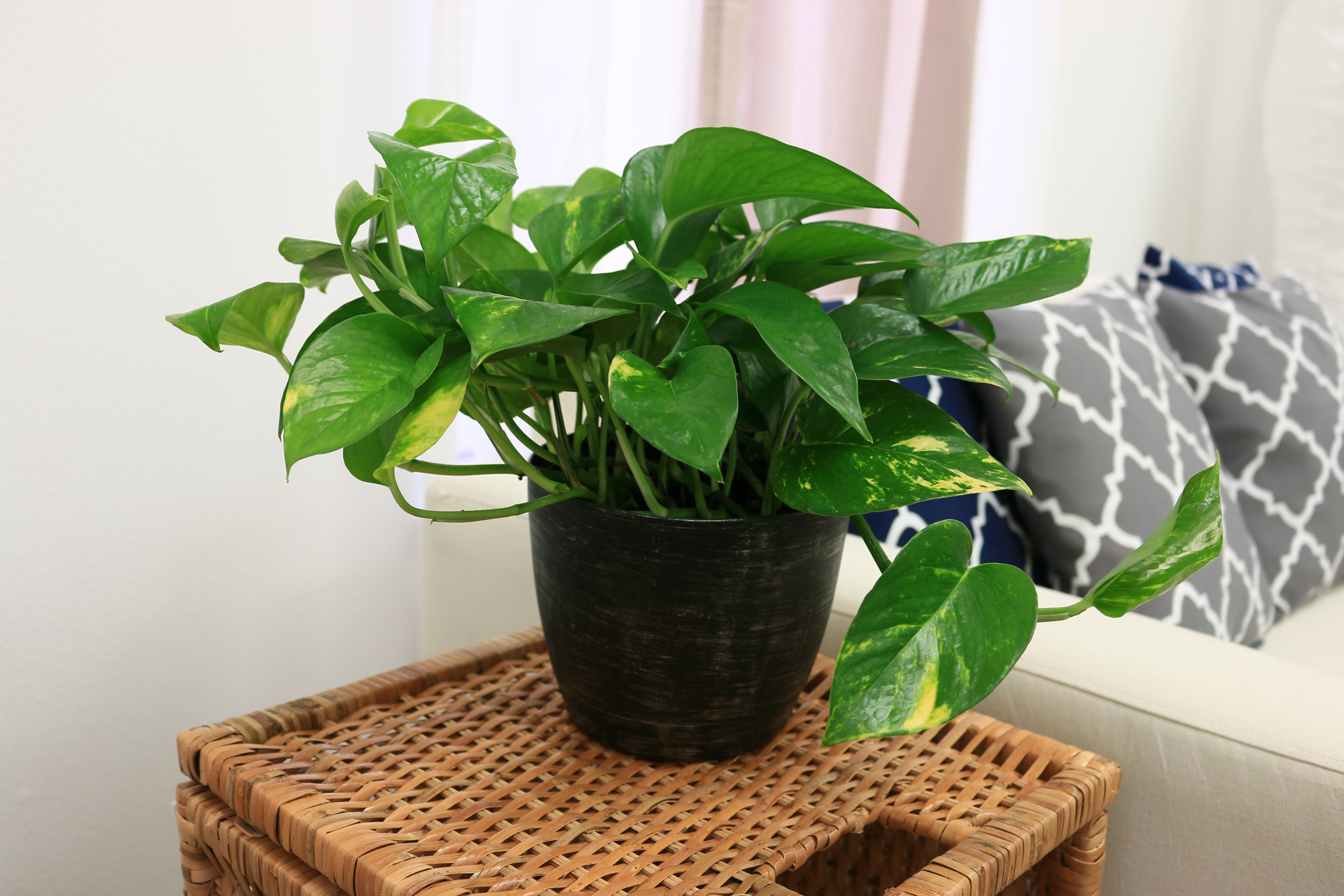 Costa Farms Live Pothos Low Maintenance Plant in Plastic Nursery Pot ...