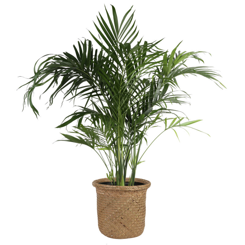 palm tree cat scratcher