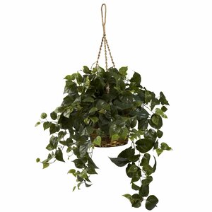 Philo Hanging Plant in Basket