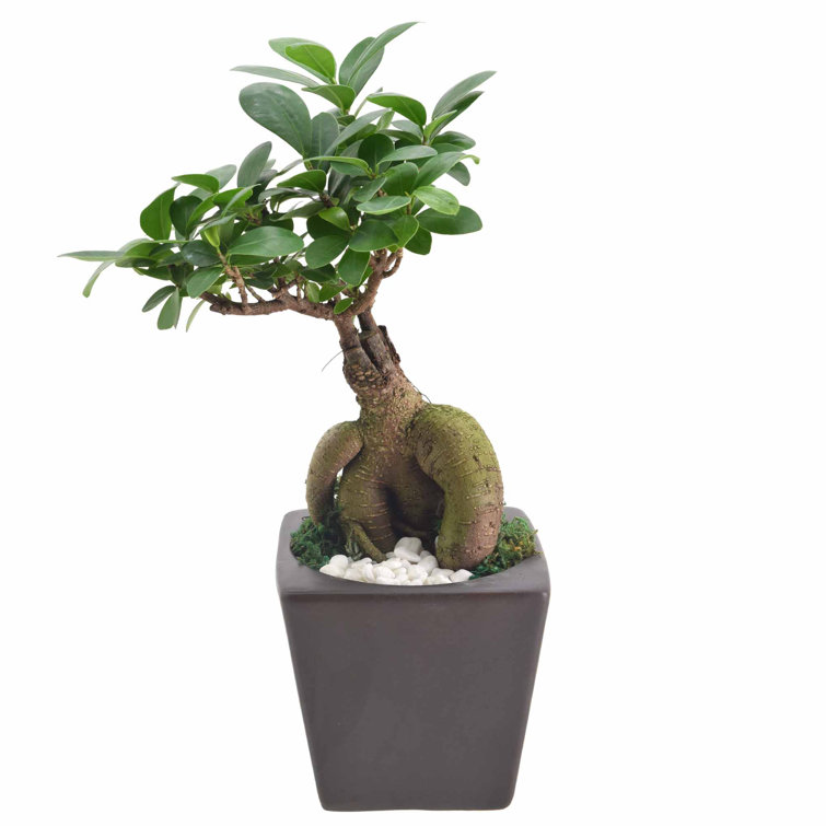 Plant Ficus Bonsai Tree Plastic Pot Garden Indoor Outdoor Houseplant Best Gift Plant Ficus Bonsai Tree Plastic Pot Garden Indoor Outdoor Houseplant Best Gift