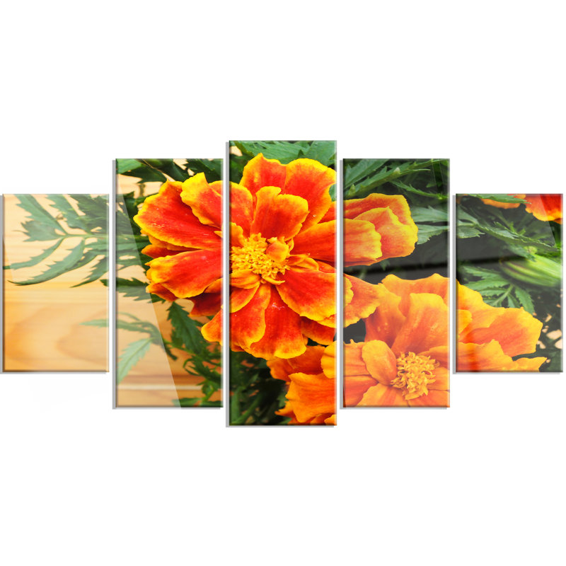 Designart Marigold Flower On Wooden Background 5 Piece Photographic Print On Metal Set Wayfair