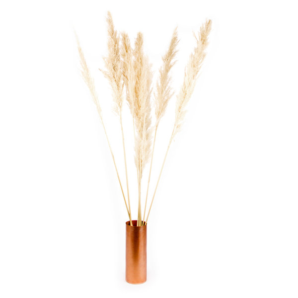 Dried Pampas Grass Wayfair