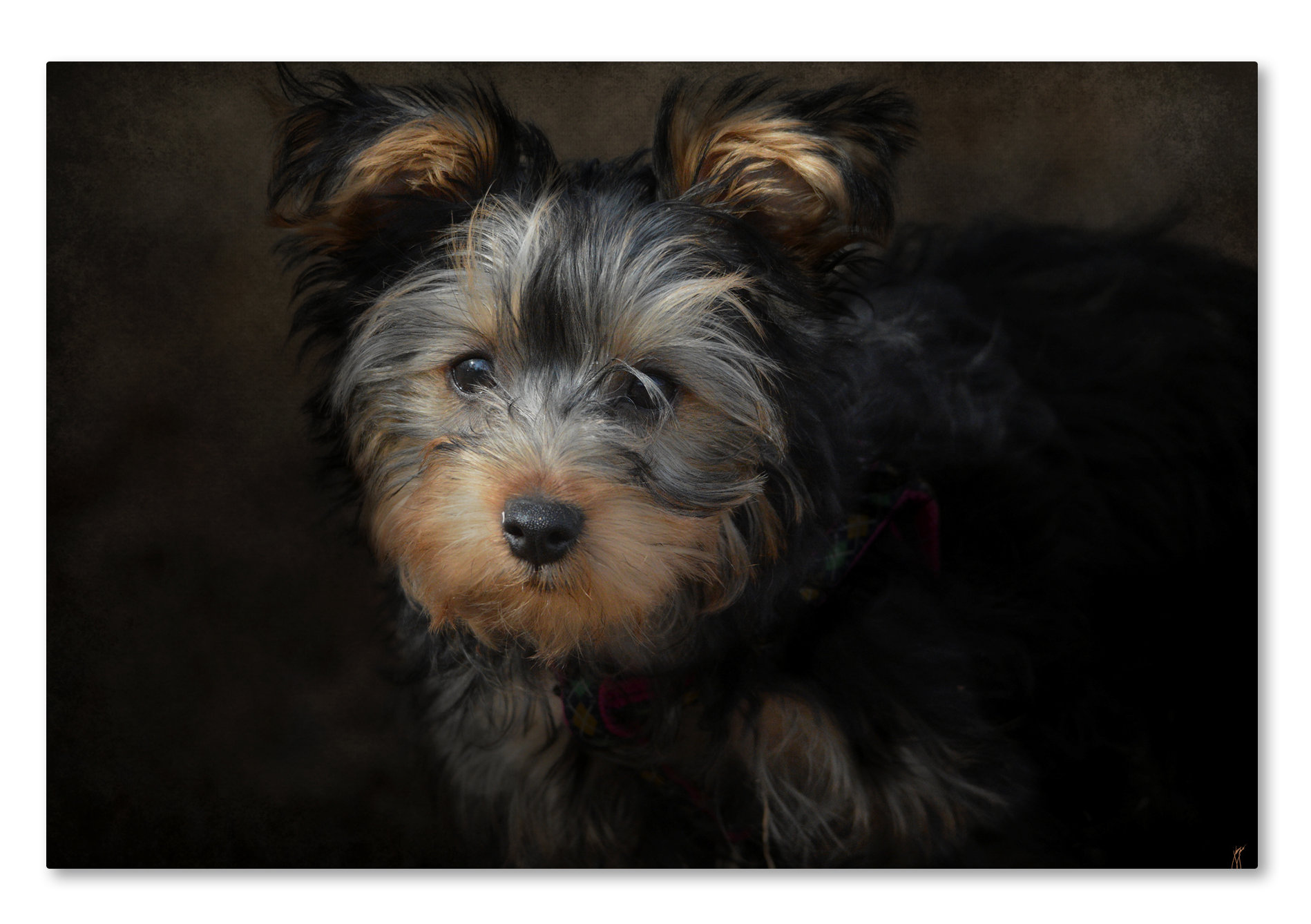 yorkie black