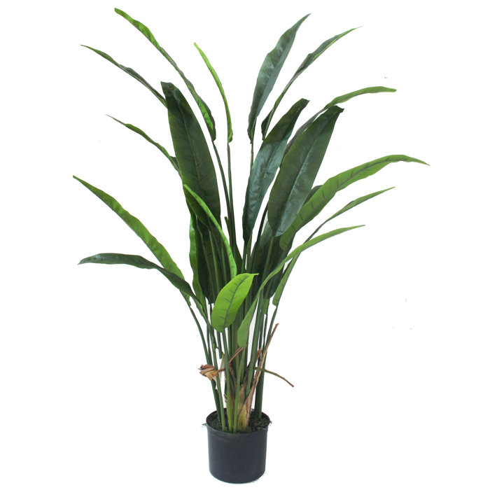 Bird Of Paradise Silk Palm Plant In Pot Bird Of Paradise Silk Palm Plant In Pot