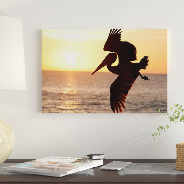 East Urban Home Brown Pelican Flying Galapagos Islands Ecuador