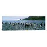 Panoramic Penguin Wall Art You Ll Love In 2021 Wayfair