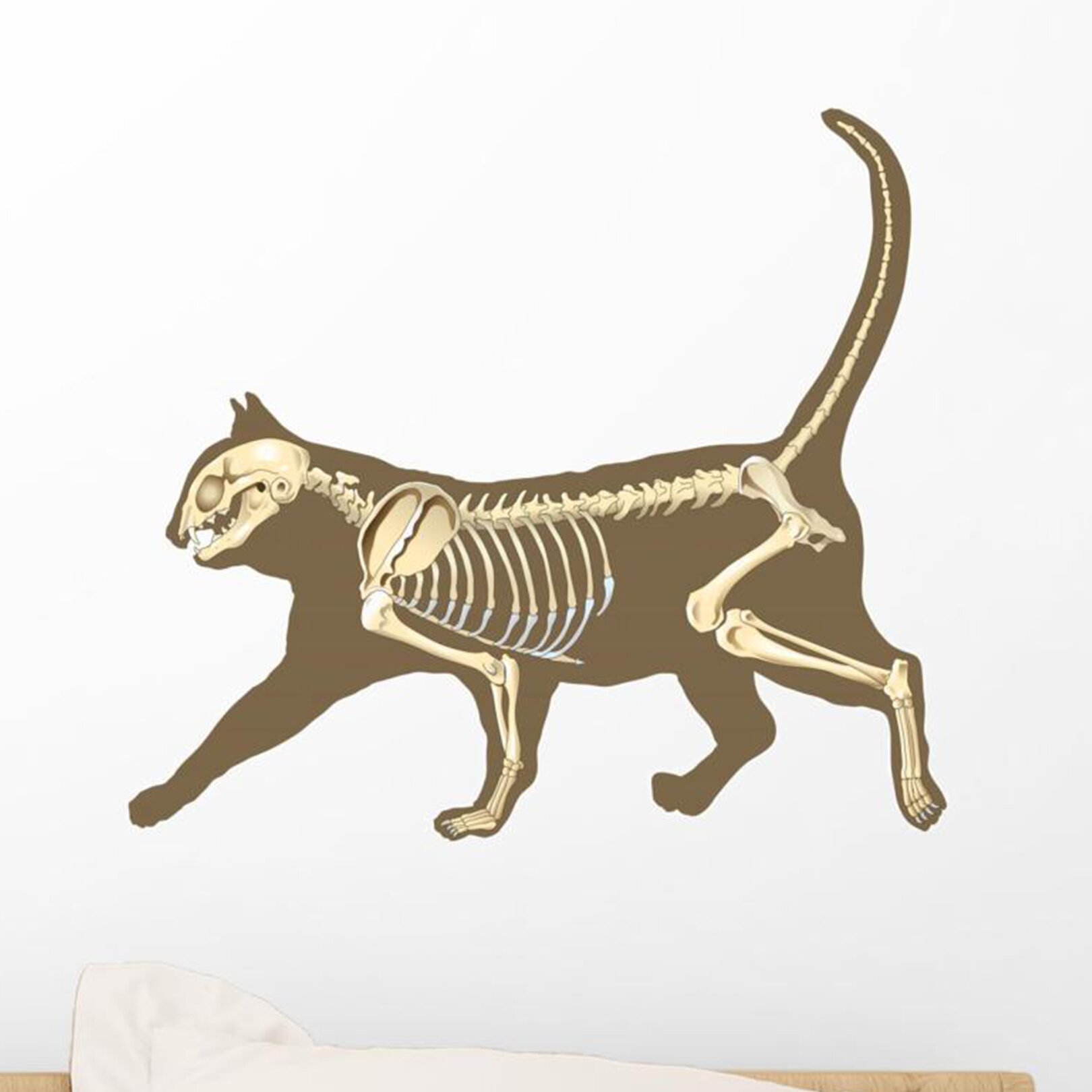 Скелет кошки Дарвиновский музей