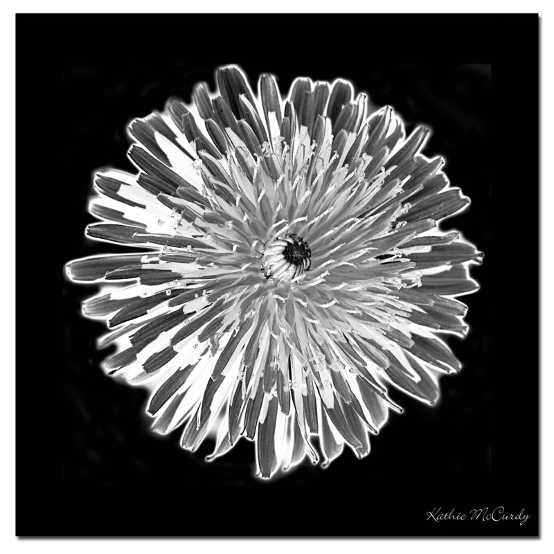 Trademark Art Dandelion Black White By Kathie Mccurdy Painting