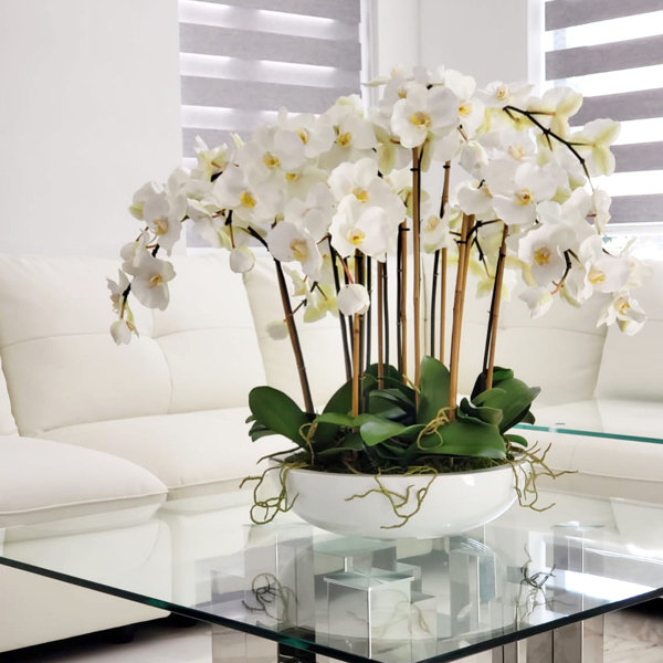 White Orchid Wayfair