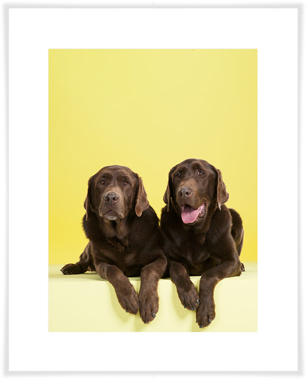 East Urban Home Dog Collection Chocolate Labs On Yellow By Catherine Ledner Photographic Print Wayfair