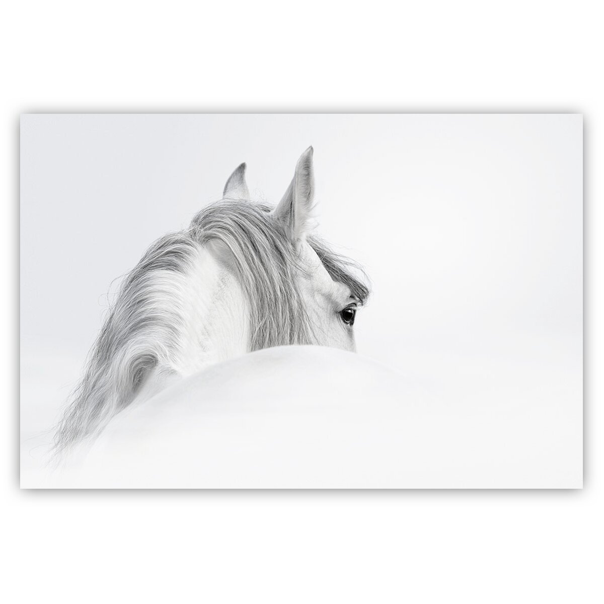 Union Rustic The White Mystical Horse In Black White Wrapped