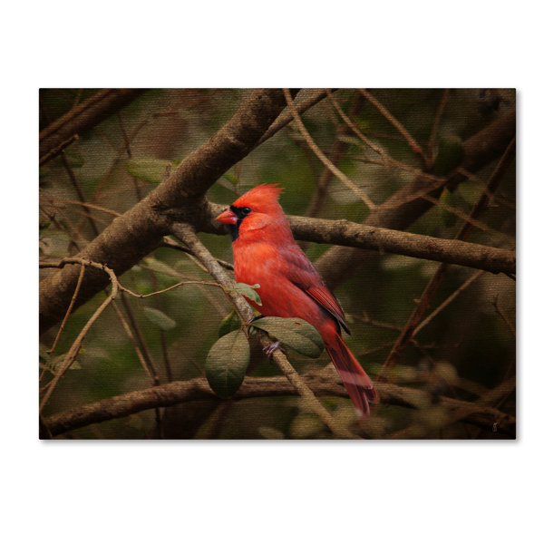 Trademark Art Song Of The Red Bird 1 Photographic Print On Wrapped Canvas Wayfair
