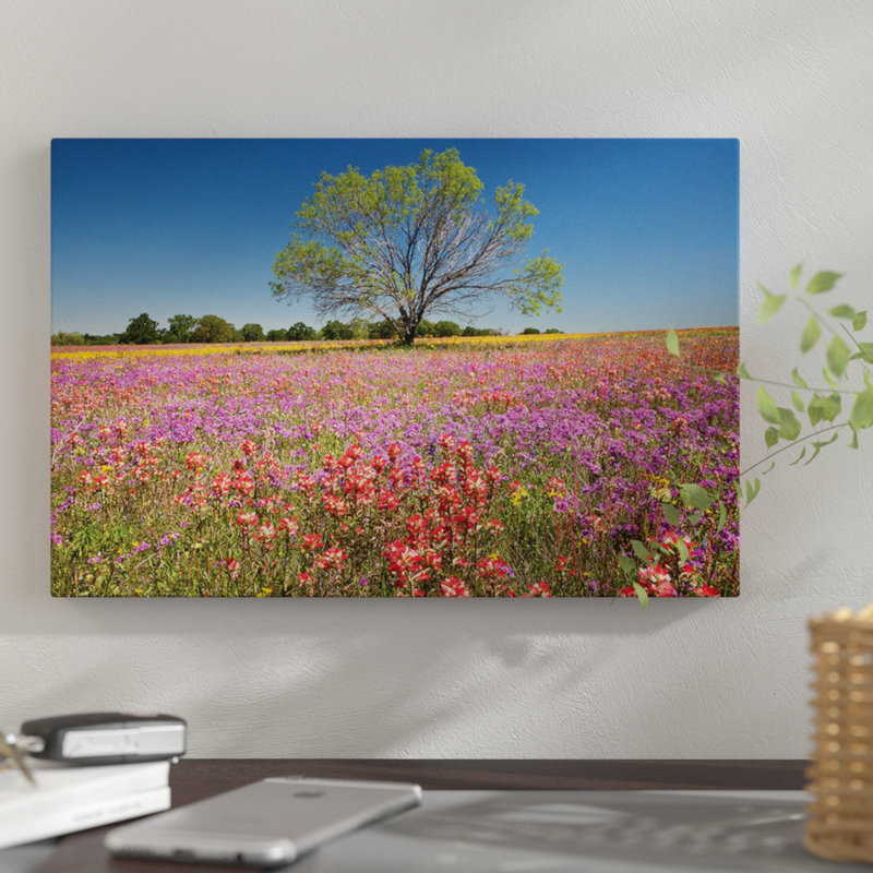 East Urban Home Lone Mesquite Tree In A Colorful Field Of