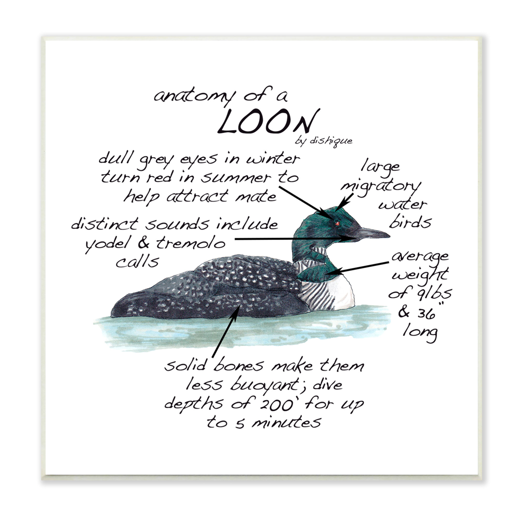 Stupell Industries Loon Water Bird Anatomy Chart Educational Wildlife ...