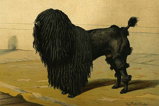 Buyenlarge Truffle Dog By Vero Shaw Painting Print Wayfair