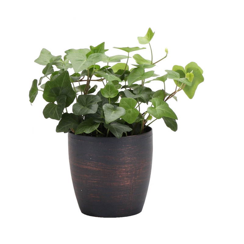 Thorsen�s Greenhouse 7&quot; Live Ivy Plant in Pot &amp; Reviews
