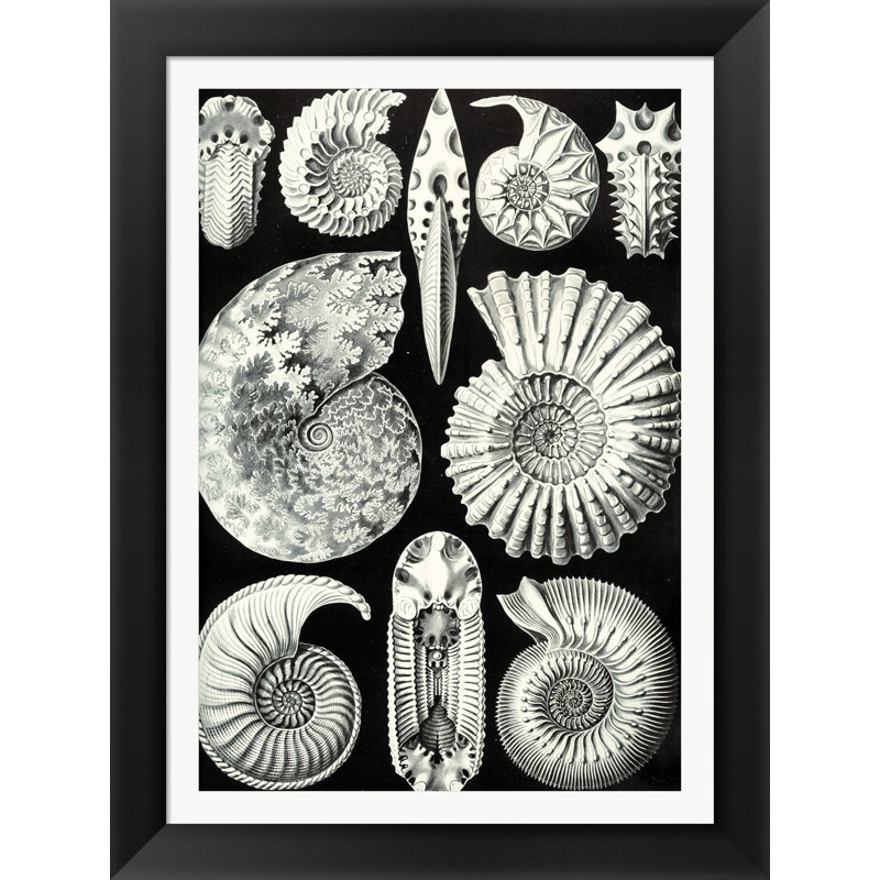 Evive Designs Vintage Seashells Iii By Julia Kearney Framed Graphic Art Wayfair