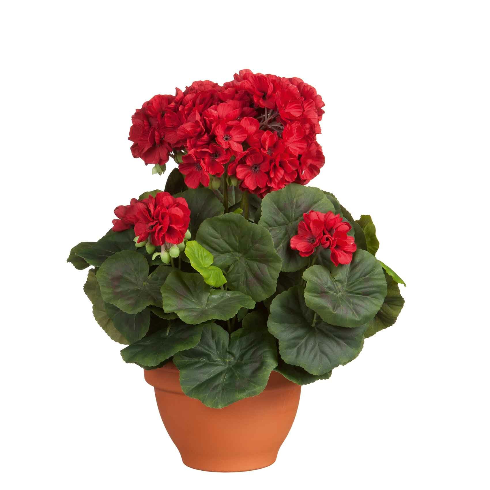 The Seasonal Aisle Geranium Flower Pot Wayfair Co Uk