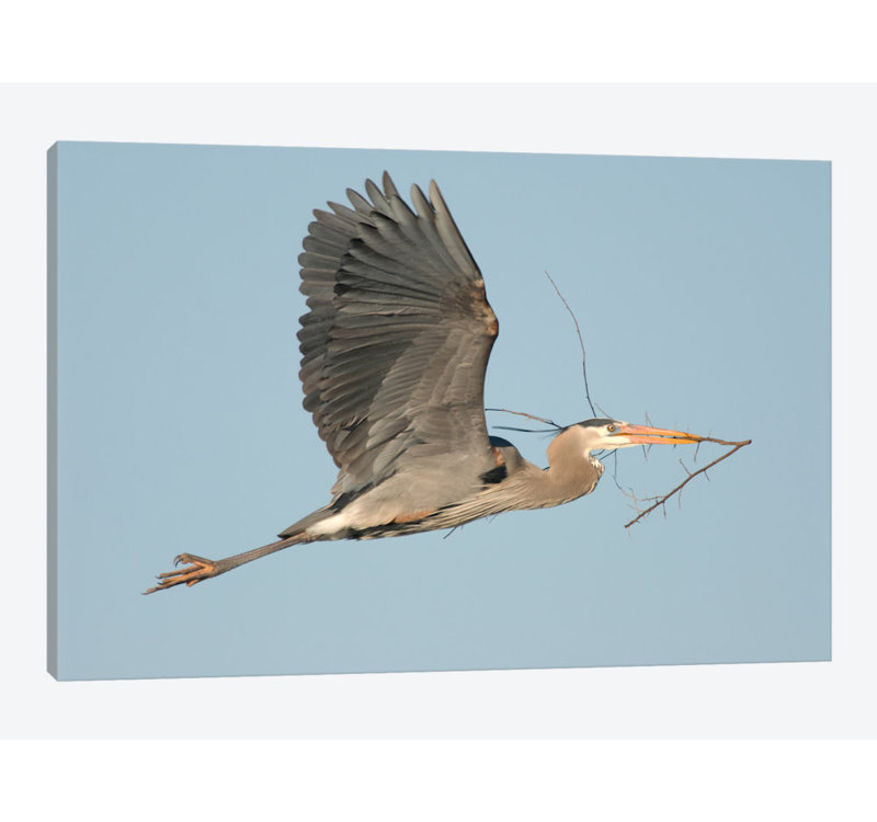 East Urban Home Great Blue Heron Flying With Nest Material Kensington Metropark Milford Michigan Photographic Print On Canvas