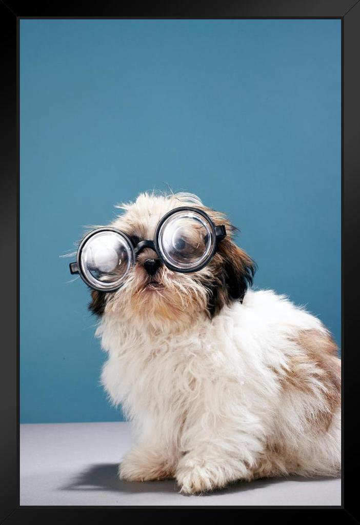 Latitude Run® Puppy Wearing Thick Glasses Photo Puppy Posters For Wall