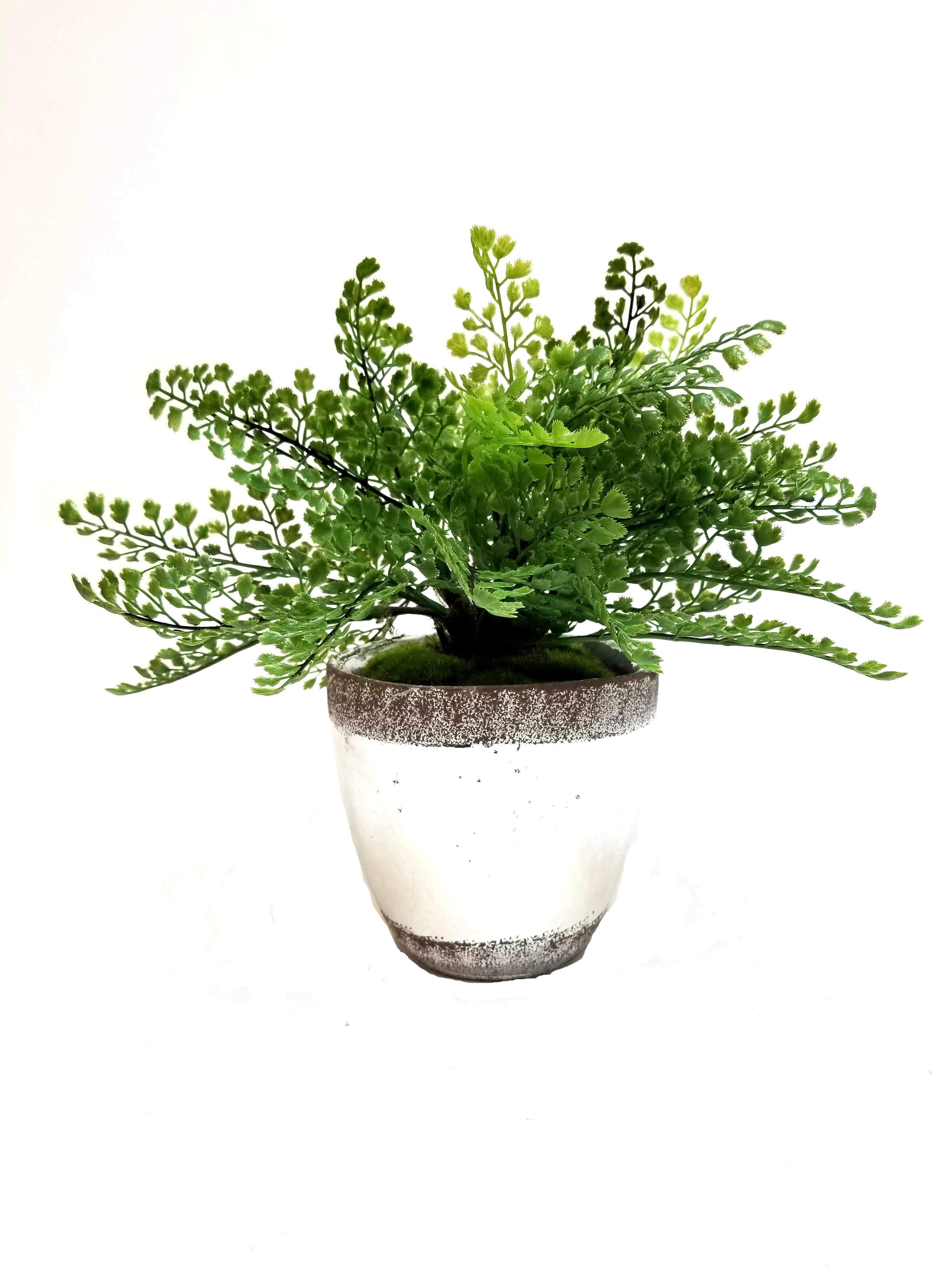 August Grove Faux Maidenhair Fern Desk Top Plant In Pot Reviews