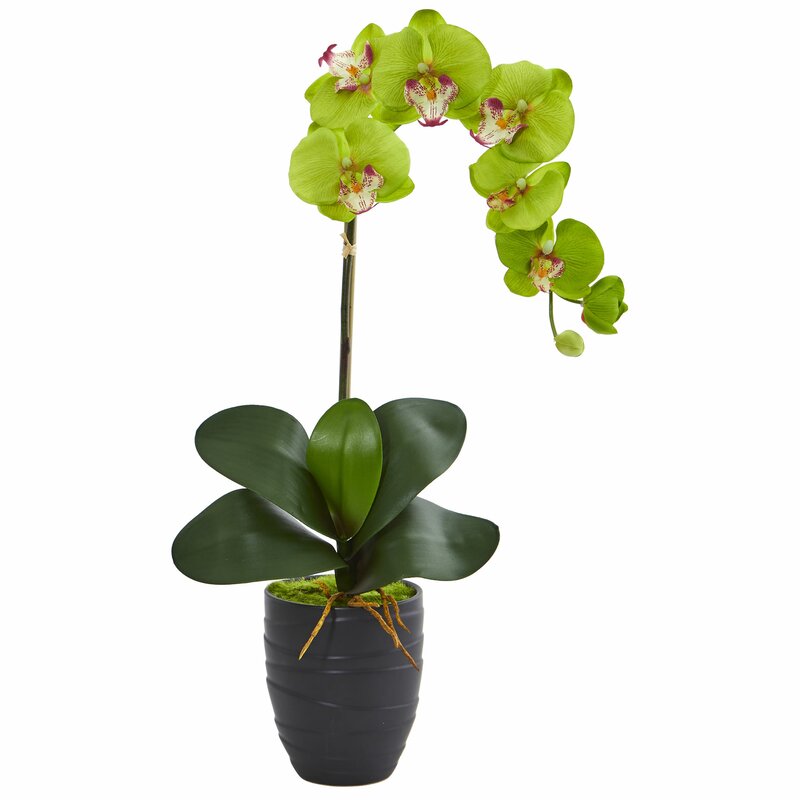 Phalaenopsis Orchid Floral Arrangement in Decorative Vase