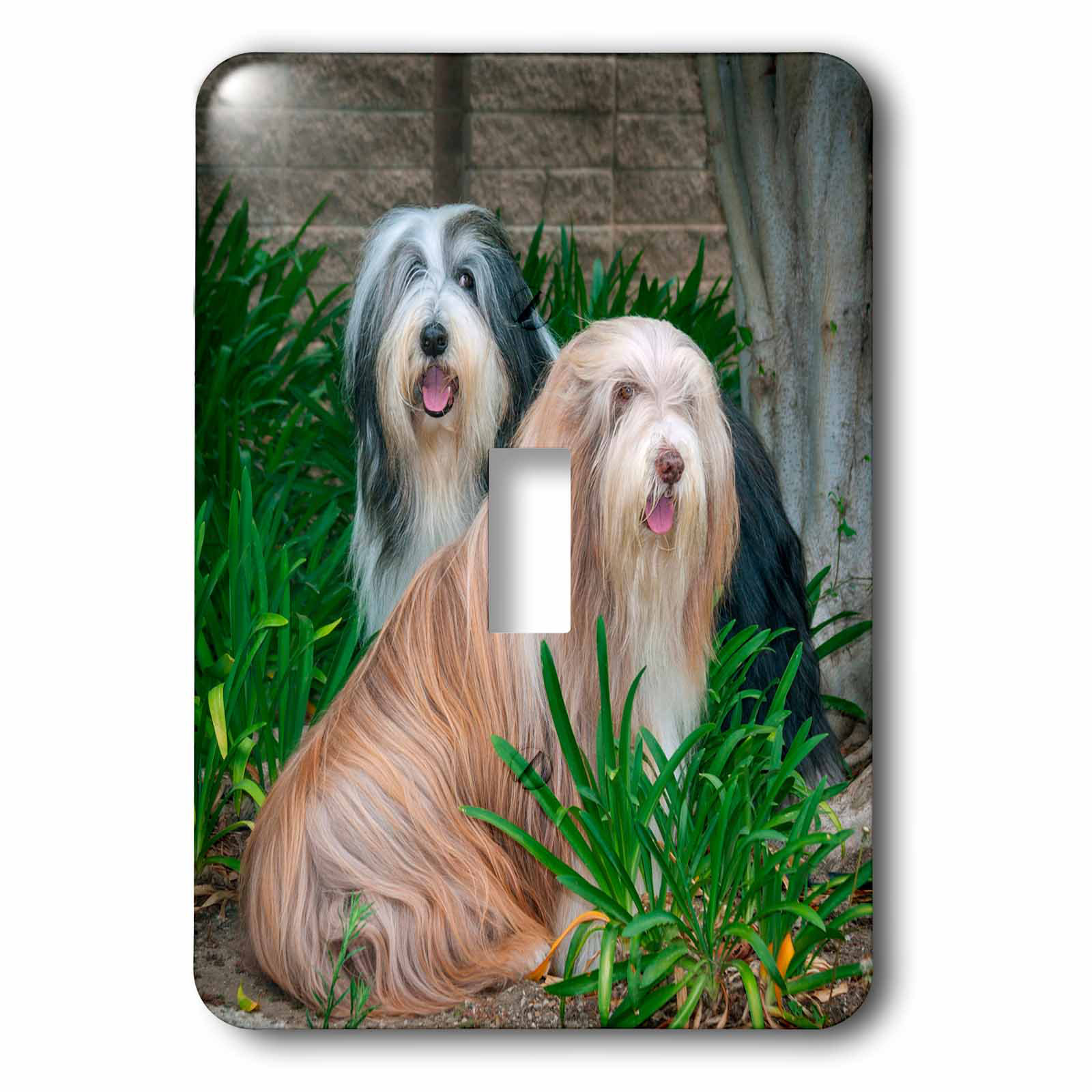 3drose Bearded Collies 1 Gang Toggle Light Switch Wall Plate Wayfair