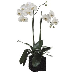 Phalaenopsis Faux Florals Plant