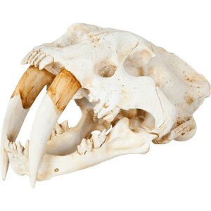 Sabretooth Skull Replica