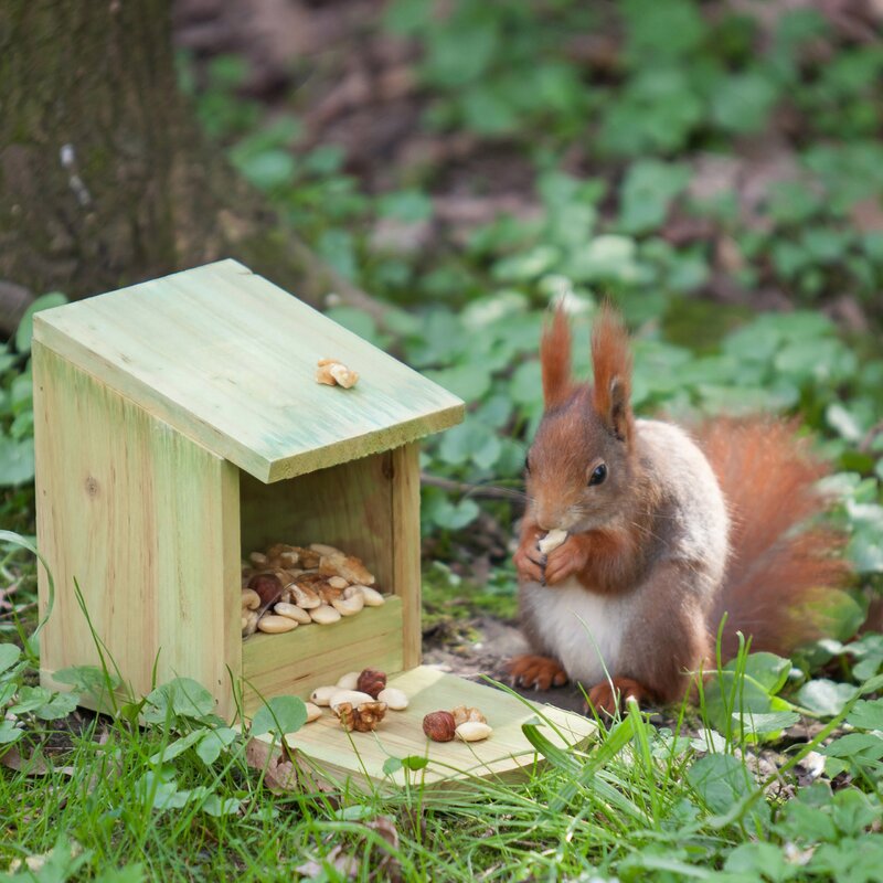 Relaxdays Squirrel Feeder Reviews Wayfair Co Uk