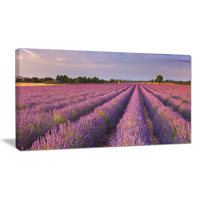Designart Lavender Flower Rows In France Photographic Print On Wrapped Canvas Wayfair Последние твиты от wayfair.com (@wayfair).