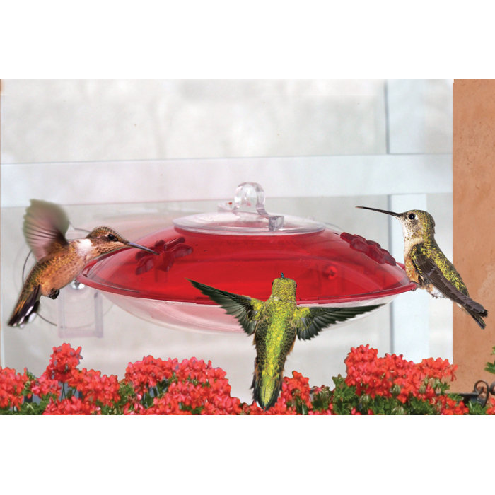 Droll Yankees Window Hummer 3 Window Hummingbird Feeder Reviews
