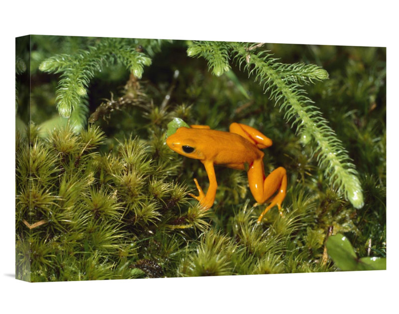 East Urban Home Golden Mantella Frog Photographic Print On