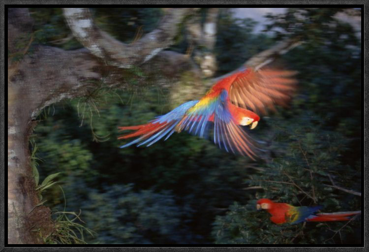 East Urban Home Scarlet Macaw Flying In Rainforest Canopy Peruvian Amazon Peru Photographic Print Wayfair East Urban Home Scarlet Macaw Flying In Rainforest Canopy Peruvian Amazon Peru Photographic Print Wayfair