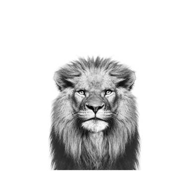 Bless international Lion In Black And White by Sisi And Seb - Wrapped  Canvas Photograph | Wayfair