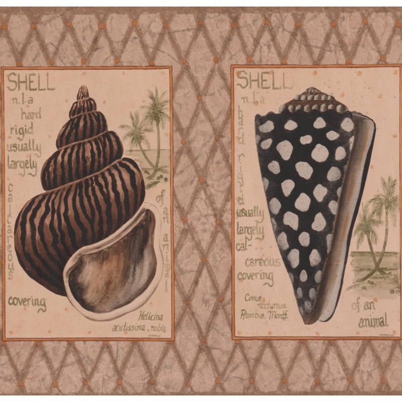 York Wallcoverings Educational Shells Explained 15 L X 10 25 W