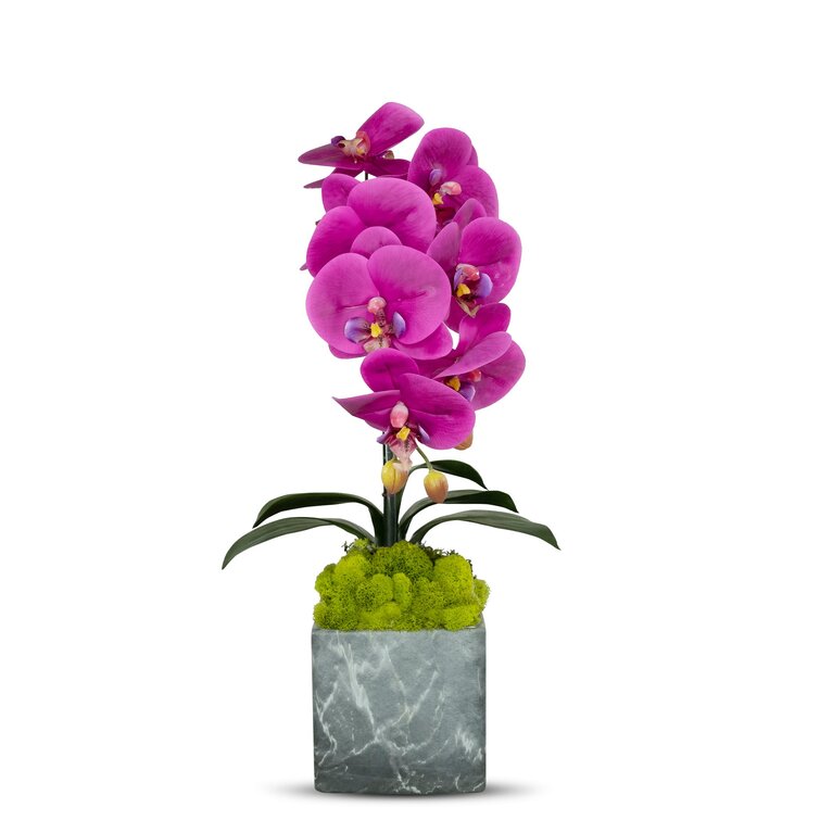 Fuchsia Orchid Plant with Accents in Marble Vase