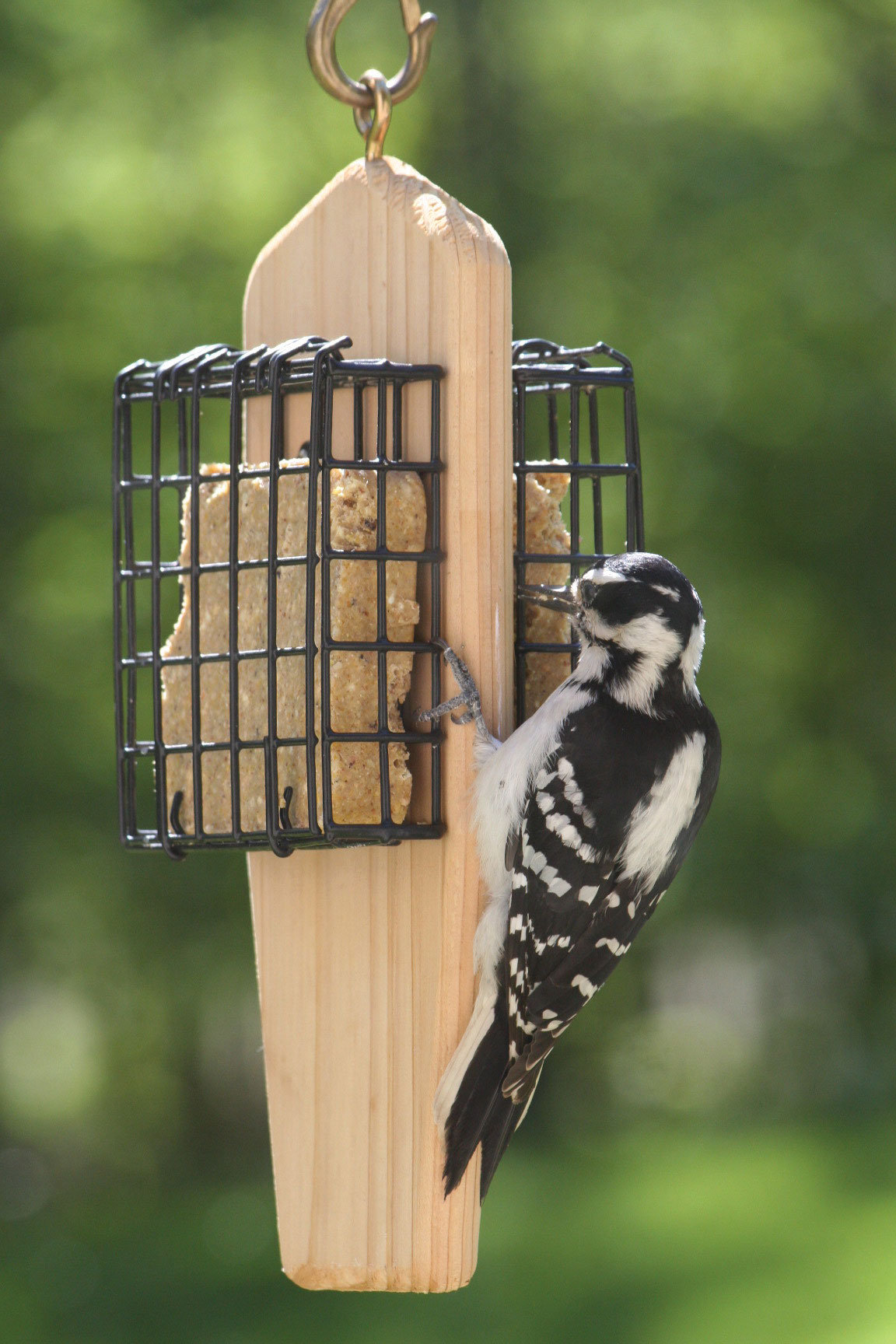 Birds Choice Cedar Double Cake Hanging Suet Bird Feeder Wayfair