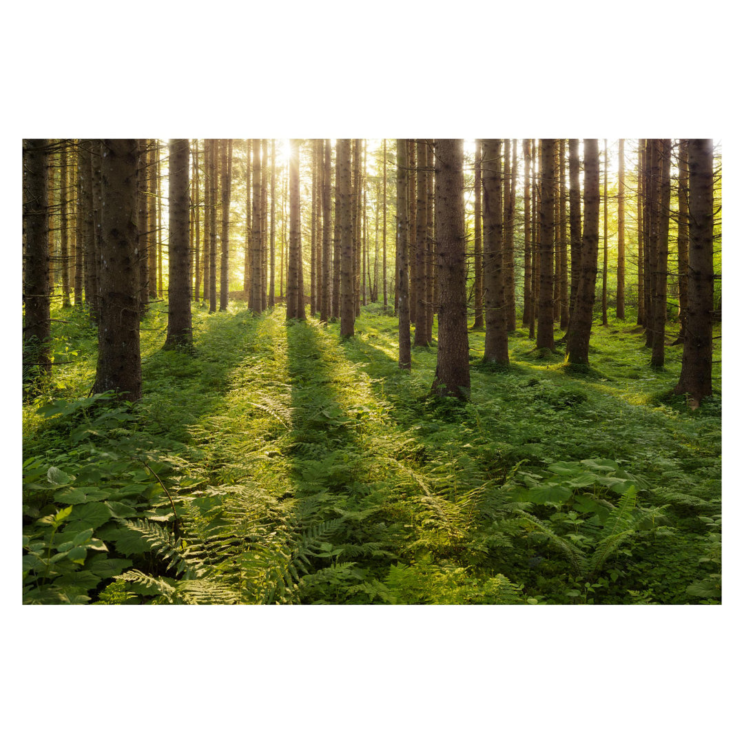 Sunbeams in a Green Forest 3.2m x 4.8m Matt Peel & Stick Wall Mural