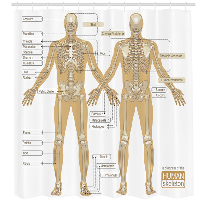 Human Anatomy Diagram Of Human Skeleton System With Titled Main Parts Of Body Joints Picture Single Shower Curtain