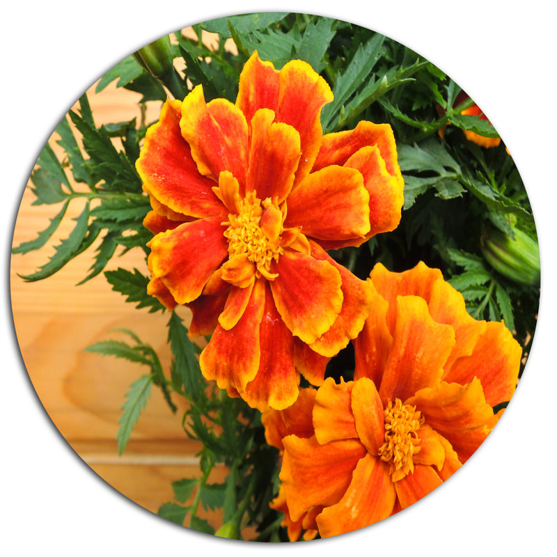 Designart Marigold Flower On Wooden Background Oil Painting