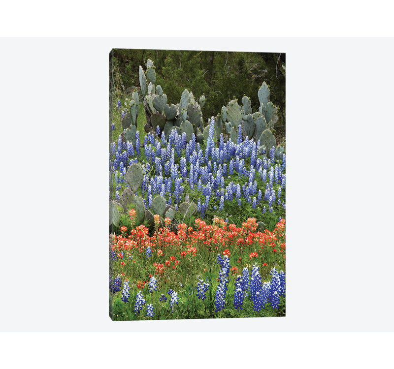 East Urban Home Bluebonnet Paintbrush Cactus Texas And Prickly