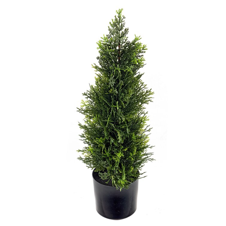 The Seasonal Aisle Floor Cedar Plant in Pot & Reviews | Wayfair.co.uk