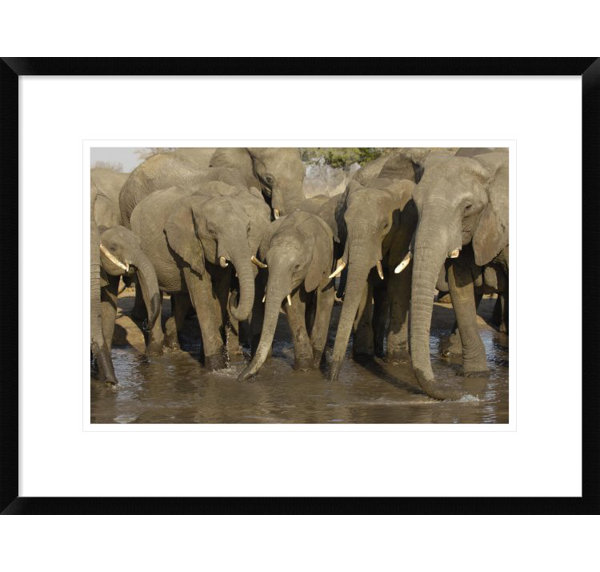 Global Gallery African Elephant Herd At Watering Hole Framed Photographic Print