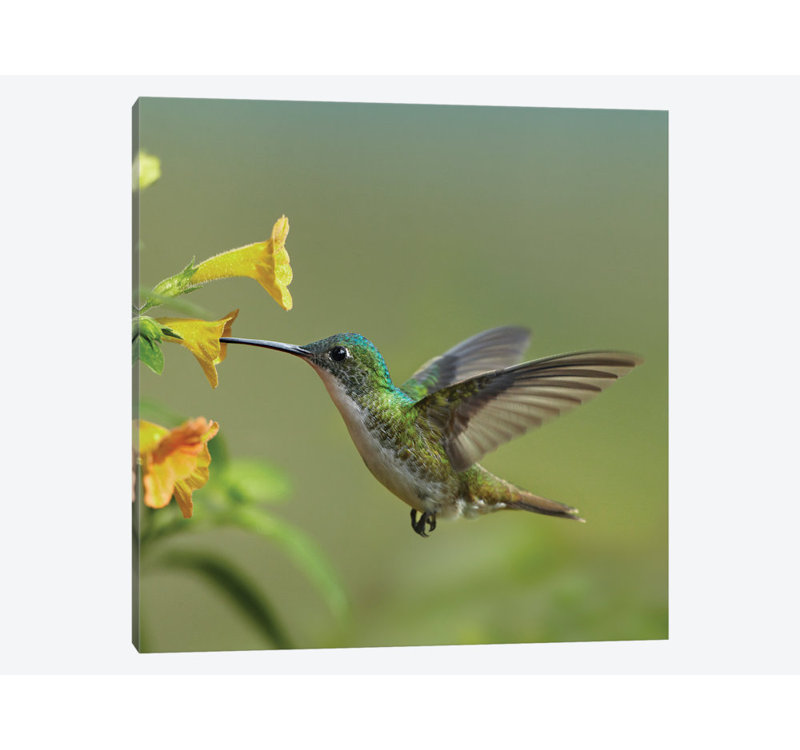 East Urban Home Andean Emerald Hummingbird Feeding On Flower Ecuador Graphic Art Print On Canvas Wayfair