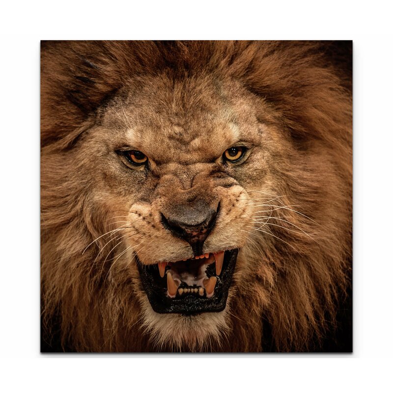 photo of lion roaring